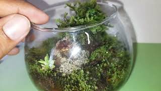 Moss Terrarium My first Moss Terrarium shorts [upl. by Eterg917]