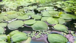 Amazon Frogbit growth explosion [upl. by Nysilla]