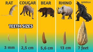 Teeth Size Comparison  Animal  Mammals  the uz [upl. by Nnaihs]