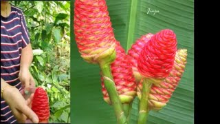 പ്രകൃതിദത്ത ഷാംപൂ  Natural shampoo and conditioner for Hair  Shampoo Ginger plant  മലഇഞ്ചി [upl. by Malchus]