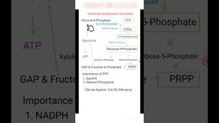 The Pentose Phosphate Pathway [upl. by Felita253]