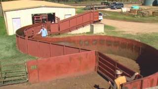 Cattle Handling  Facilities [upl. by Hansiain]