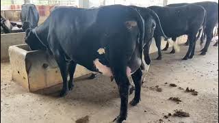 ABS Troy Bull Gir Cross Heifer  34 ltr milk in 1st lactation  Gir Cross Cow dairyfarm gircross [upl. by Macleod]