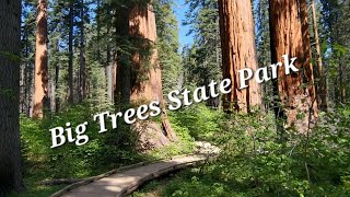 Calaveras Big Trees State Park  North Grove Loop Trail Dogwoods in bloom with the Sequoias [upl. by Anazraf636]