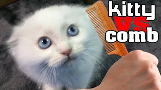 Kittens VS Comb  Do Kittens Gag When They Hear The Sound Of A Comb [upl. by Winnifred]