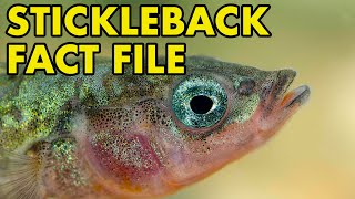 Stickleback Fact File British Wildlife Facts [upl. by Boru66]