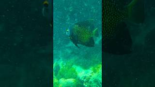 Snorkeling at Malmok Beach 🇦🇼 snorkeling travel arubatravel shorts ytshorts aruba vacation [upl. by Enrahs]