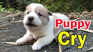 Puppy crying sound  3weekold puppy calls mom after being adopted [upl. by Vudimir296]