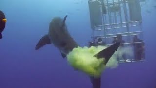 When Sharks Fart😹 Funny Animals Farting Compilation [upl. by Bergwall]