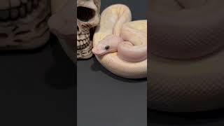 Pastel lesser fire clown🤡🔥 pet reptile snake ballpython animal halloween halloweenpet [upl. by Drucilla547]