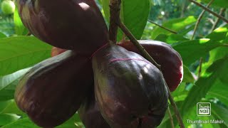 otaheite applesyzygium malaccense [upl. by Einavoj]