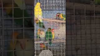 6281918538  Pigeons  Budgies  Kittens nizambad [upl. by Niamjneb]