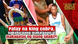 Patay na king cobra nakuha pang makalason at makapatay ng isang lalaki  Kapuso Mo Jessica Soho [upl. by Nevak]