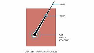 The basic hair growth cycle [upl. by Evander]