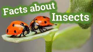 Facts about Insects for Kids  Learning Video [upl. by Allicsirp]