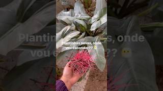 Philodendron Silver Sword e Tillandsia [upl. by Ahsart]