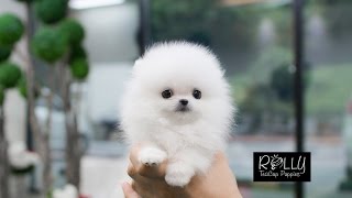 White Fluffy Cute Little Pomeranian D  Buzz  Rolly Teacup Puppies [upl. by Eiclehc]