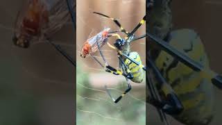 Trichonephila clavata Jorospider spinning her prey [upl. by Leia]