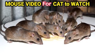 Ultimate Cat TV Mouse and Rat Sounds to Keep Your Cat Engaged Cats LOVE This Mouse and Rat Video [upl. by Joshuah]