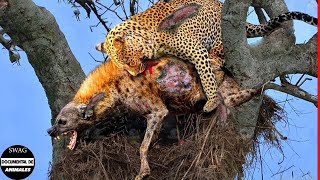 La Hiena Sube Al Árbol Para Robar La Presa Del Leopardo Y El Trágico Final Del Ladrón [upl. by Ainnek]