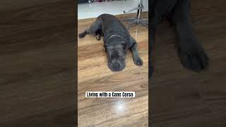 Cane Corso put to work dog corsolove mastiff life love cute e [upl. by Annairda]