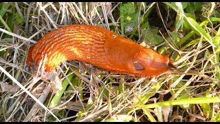 Tschüss ihr Schleimer Erfolgreich zum schneckenarmen Garten [upl. by Aerdnua]