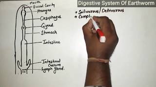 Digestive System Of Earthworm Class 11 [upl. by Pease]