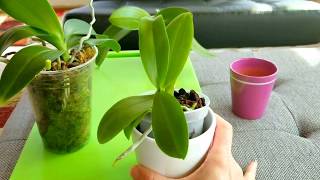 How I care for my miniature phalenopsis orchids [upl. by Eikram]