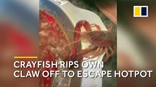 Crayfish rips own claw off to escape China hotpot [upl. by Aliahkim689]