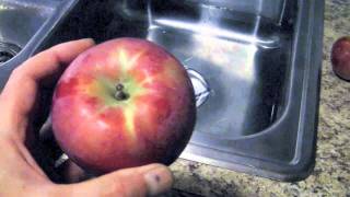 How to Crush Apples amp Fruit using Apple Cider Press [upl. by Anitneuq]