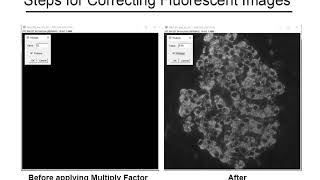 Confocal Merging Fluorescent Images in Image J [upl. by Karney]