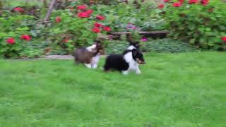 Shetland Sheepdog Puppies For Sale [upl. by Kaspar728]