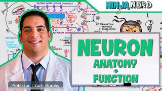 Neurology  Neuron Anatomy amp Function [upl. by Yerbua]