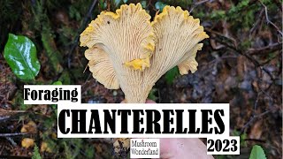 Chanterelle foraging  and mushroom ID November 2023 [upl. by Ayiram574]