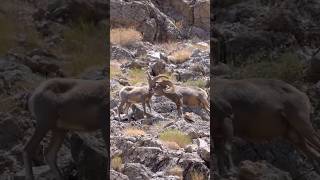 Danger ram sheep in the hill side shortvideo shorts [upl. by Brinna]