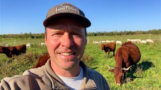 MultiSpecies Rotational Grazing  Hay vs Stockpiled Forage regenerativeagriculture [upl. by Silvie643]