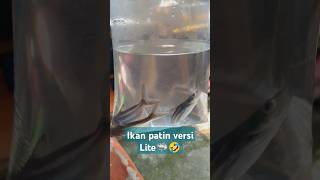 Ikan patin versi bocil🦈🤣ikanpatinikanikanhiasshortsshort [upl. by Datnow]