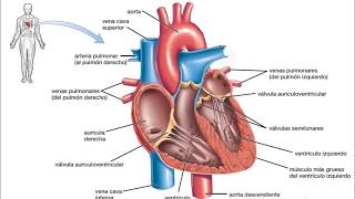 válvulas del corazón Bio II [upl. by Nodnahs343]
