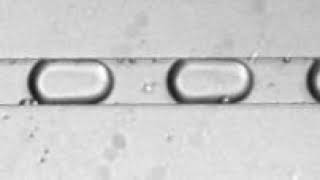 Droplet Generation video with PDMS Chip by microfluidic pressure controller [upl. by Grath]