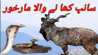 Snake Eater Markhor  MARKHOR  MARKHOR HUNT  MARKHOR IN GILGIT  MARKHOR PRICE  infopediajm [upl. by Isabeau]