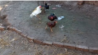 Rooster hen mating sound [upl. by Esinev651]