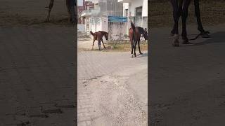 Horse Ride 🙉🙉 hobbledown Hounslow shorts viralshorts ytshorts fyp themepark amusementpark [upl. by Hugues]