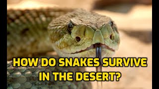 How Do Snakes Survive In The Desert [upl. by Eilra972]