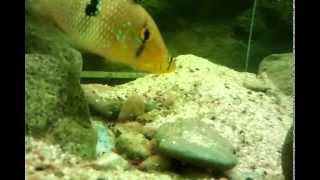 geophagus brasiliensis breed [upl. by Ruff]