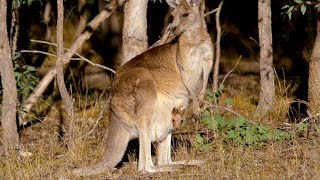 How Marsupials Are Different From Other Mammals 4K [upl. by Barnaba]