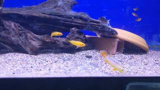 WYSIWYG Apistogramma agassizii quotFire Redquot Trio and Ember Tetras [upl. by Aihsekan124]