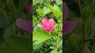 জবা ফুলHibiscus rosasinensisChina Rose nature garden shorts [upl. by Sitoel]