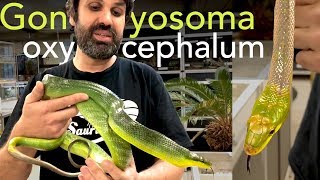 Magnifiques couleuvres asiatiques  Gonyosoma oxycephalum [upl. by Hines]