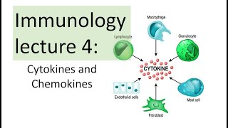 Immunology Lecture 4  Cytokines and Chemokines  Toll like receptor signaling NFkB [upl. by Smeaj508]