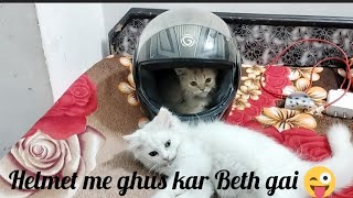 helmet me ghus kar Beth gai 😺😜😂 cat catlover kitten viralvilog viralvideo [upl. by Aynna]